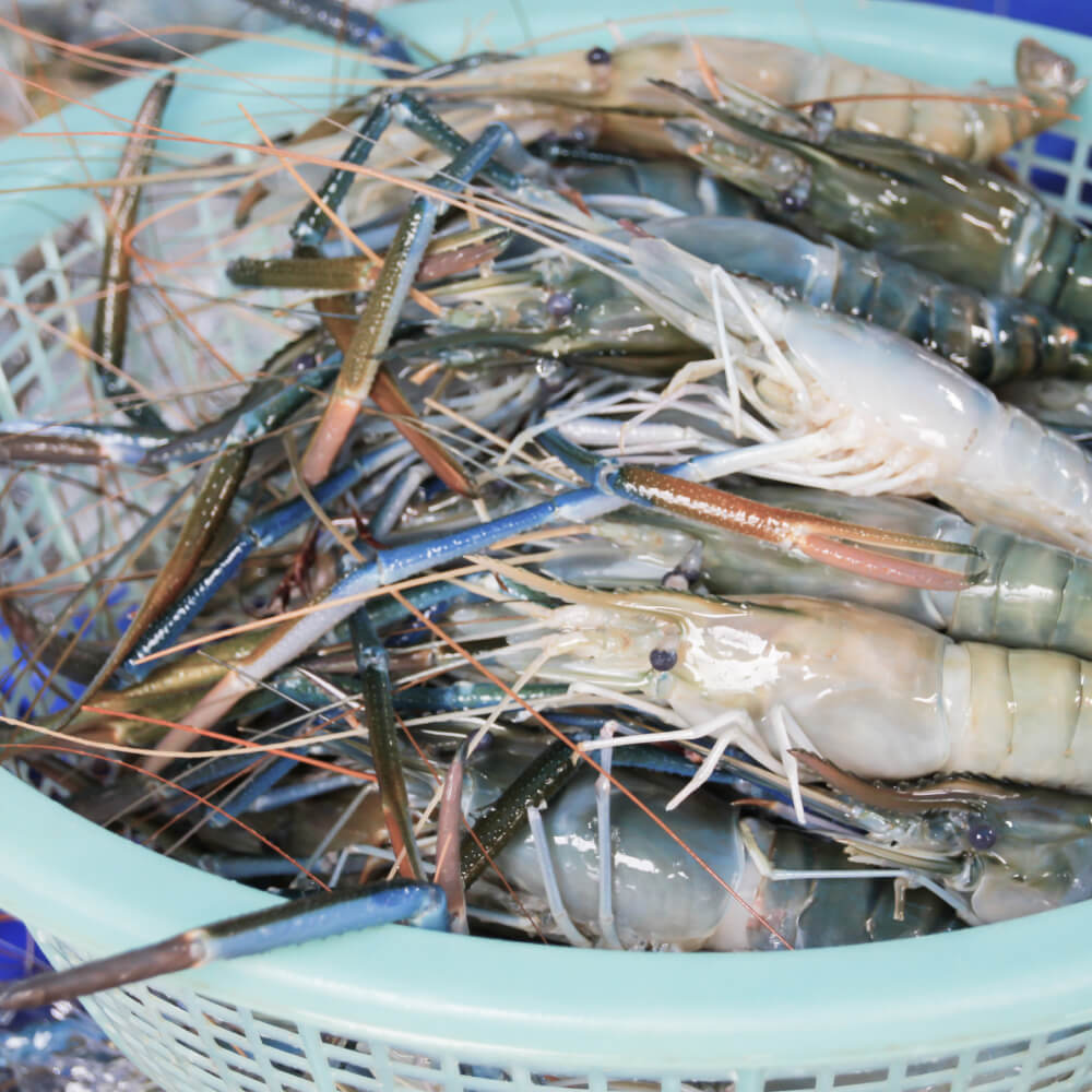 aquaculture prawns seafood testing