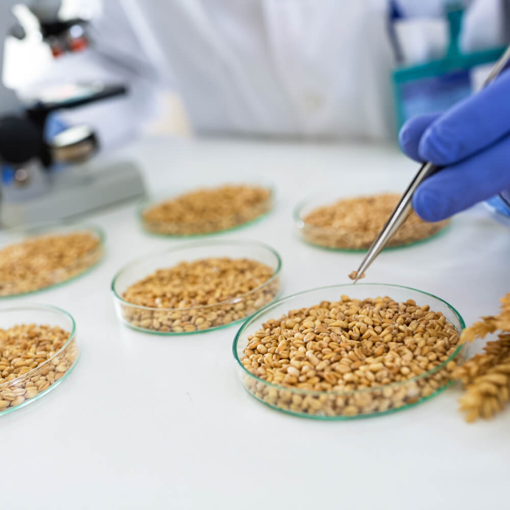 grain testing petri dish