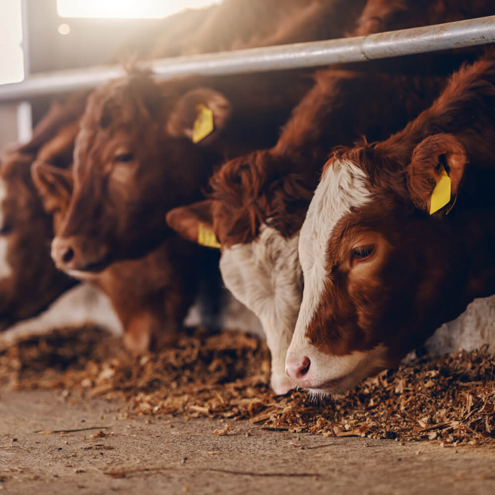 livestock feed testing lab