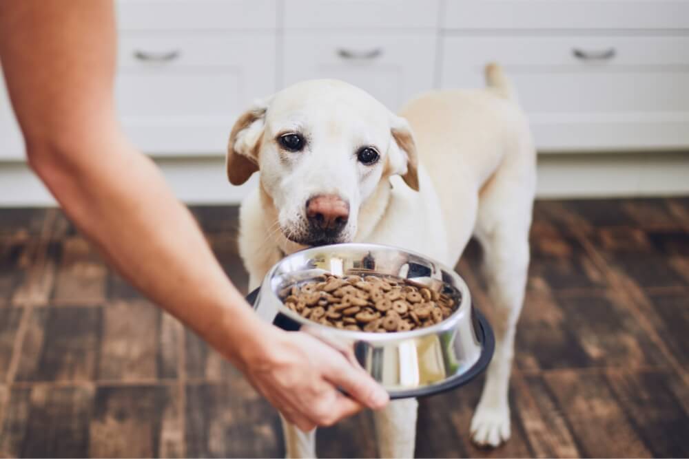 Food Testing pet food testing lab