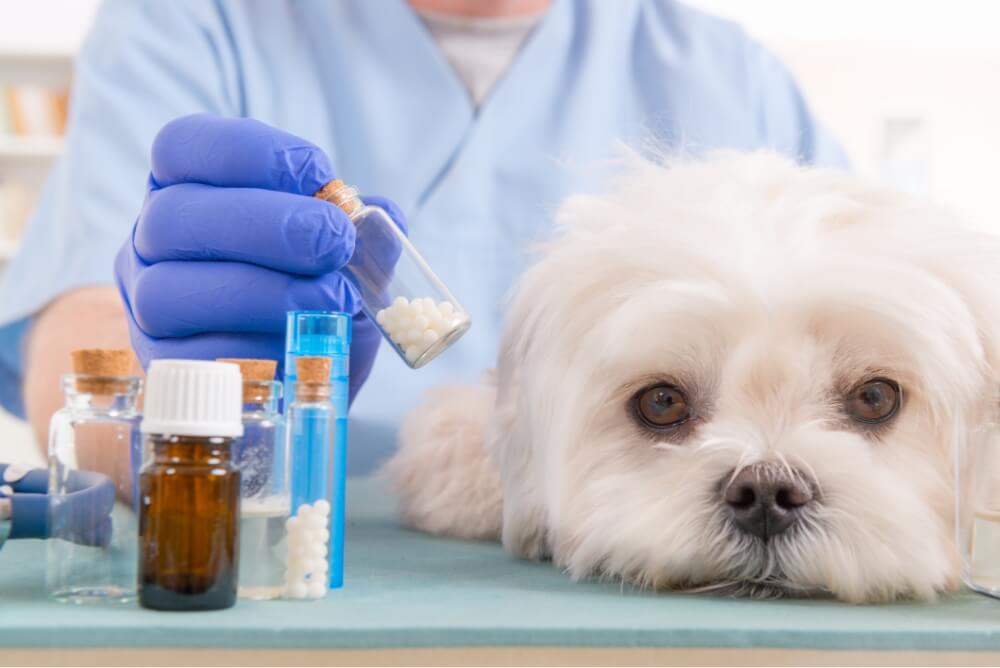 Veterinary medicines testing lab dog