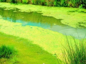 algae testing
