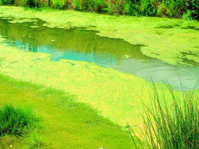 algae testing