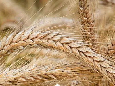 levels of detection in grain residue analysis