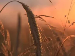 mycotoxin detection