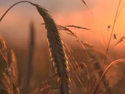 mycotoxin detection