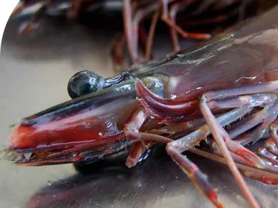 prawn virus testing