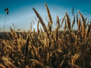 grain residue testing