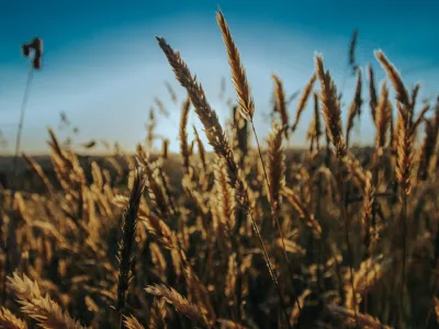 grain residue testing