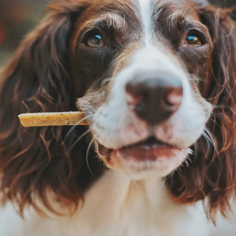 pet food testing nata accreditation scopes